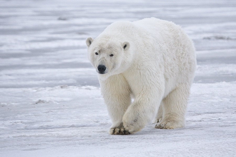 King Bear