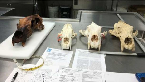 King Polar Bear Skull