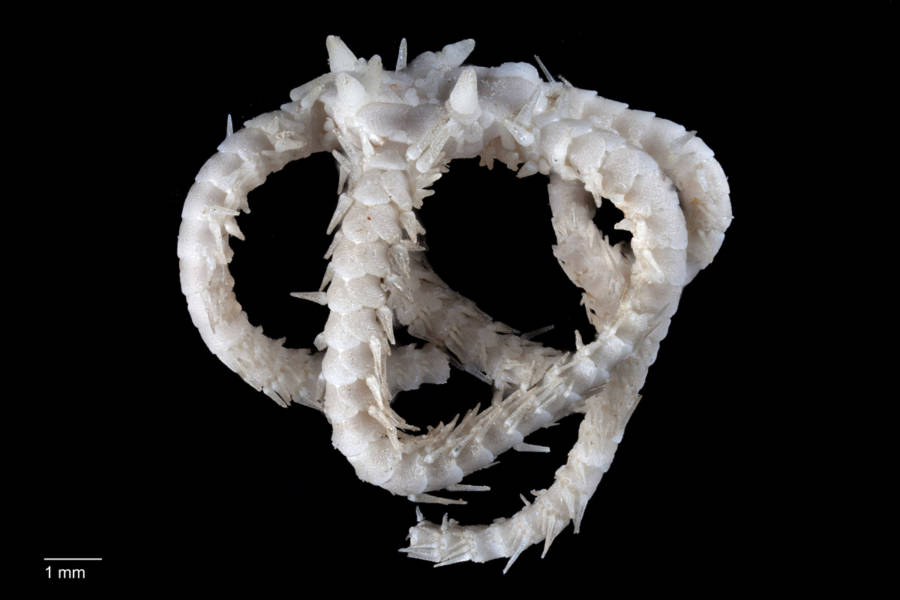 Brittle Star