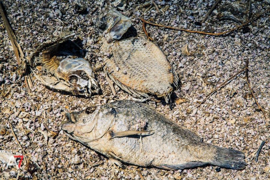 33 Astounding Photos Of The Salton Sea Then And Now