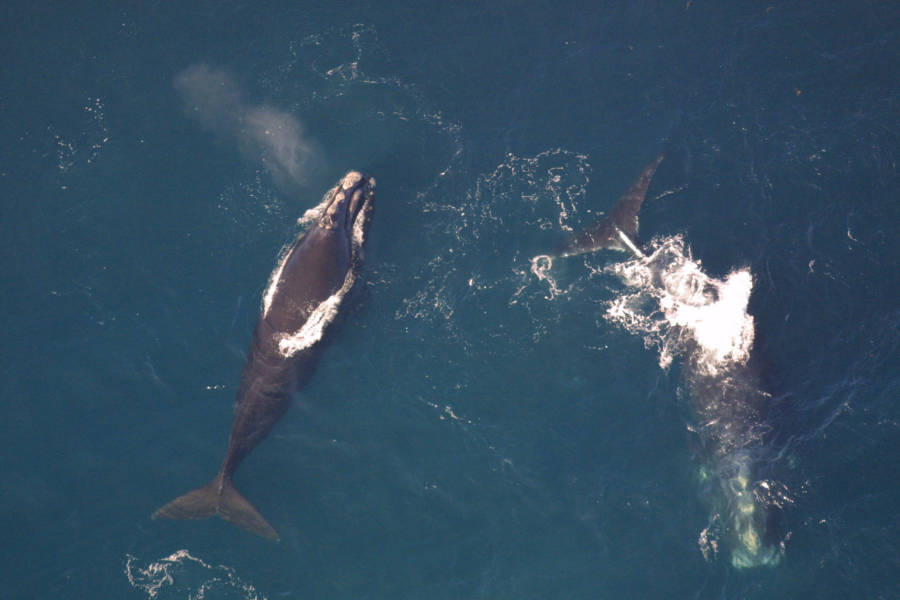 6 Endangered Whales Turn Up Dead, Conservationists Baffled