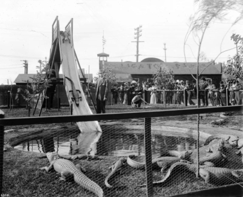 Alligator Farms 33 Astounding Vintage Photographs