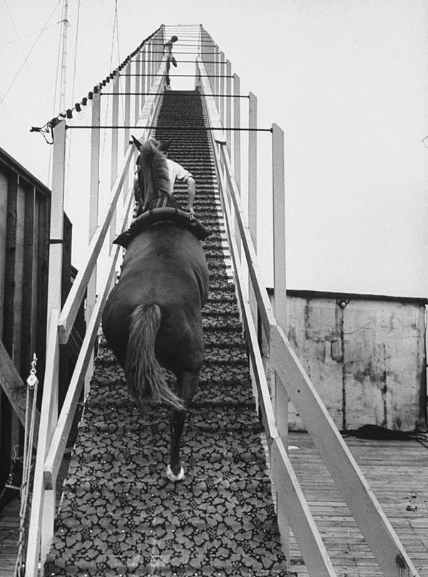 Diving Horses 21 Photos From The Odd, Sport