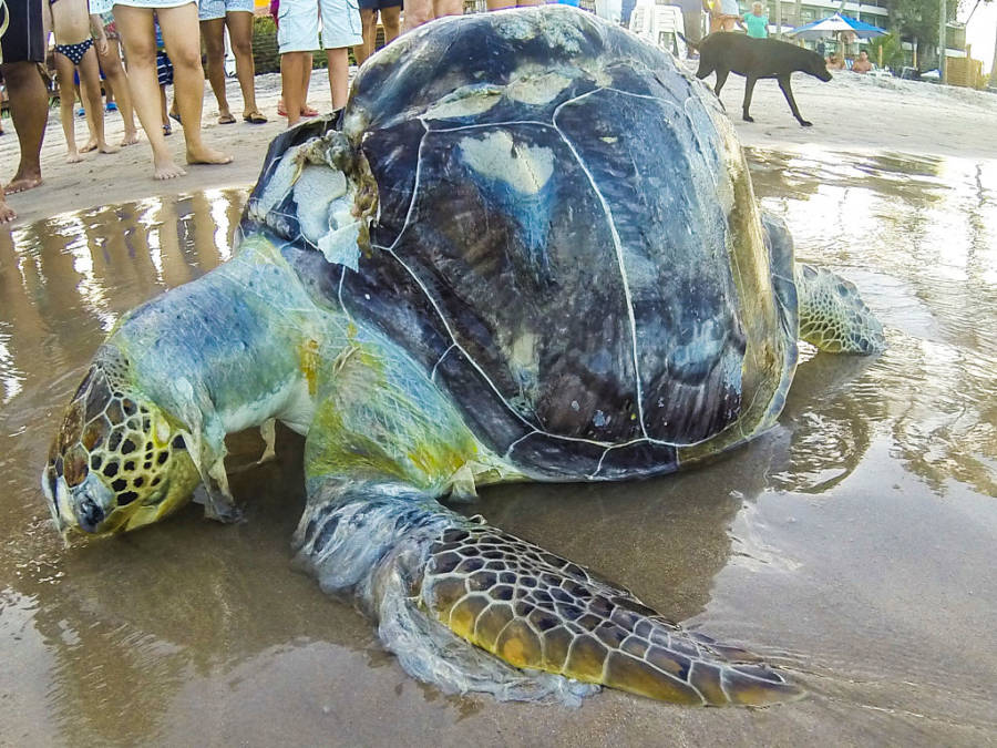 First Global Study of Plastic Waste Shows Things Are Worse Than We