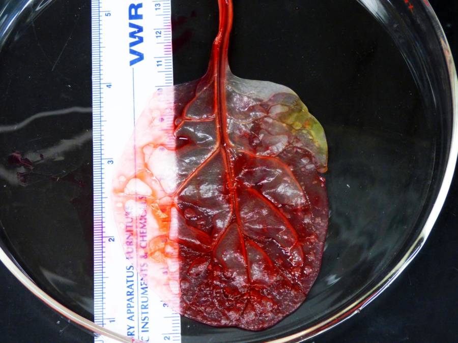 Spinach Leaf Turned Into Heart Tissue