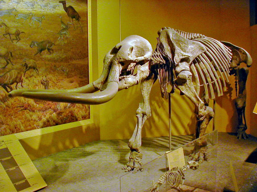 Stegomastodon Skeleton
