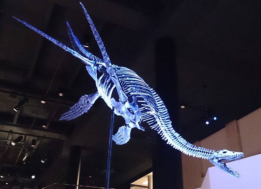 132 MillionYearOld "Loch Ness Monster" Skeleton Found