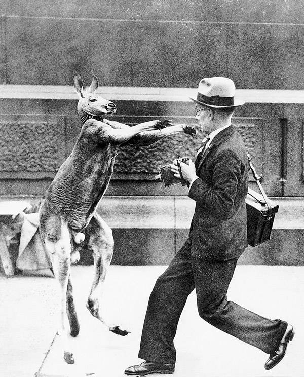 Kangaroo Boxing 20 Bizarre And Disturbing Vintage Photos