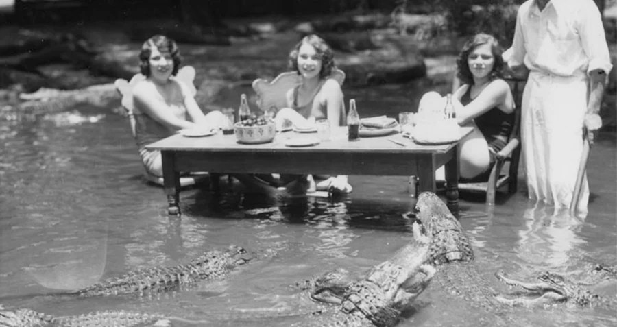 Dining Gators