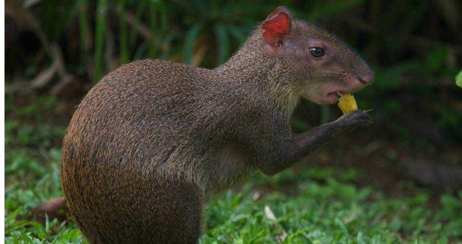 Agouti