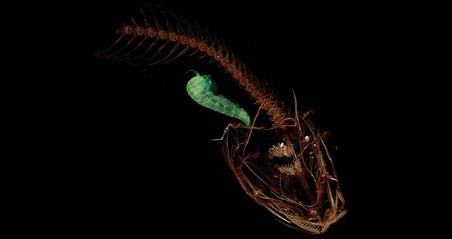 Mariana Snailfish