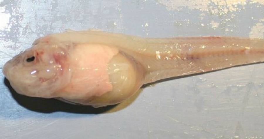 Deepest Fish In The World