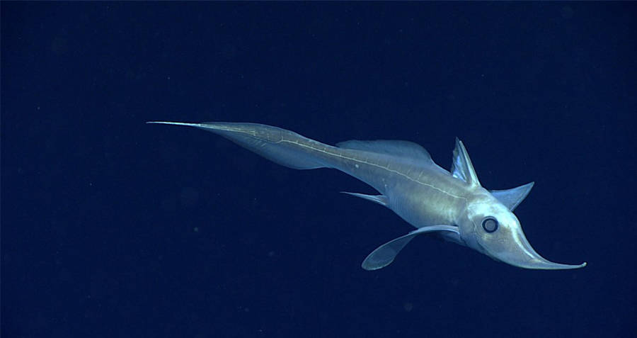 Chimaera Fish