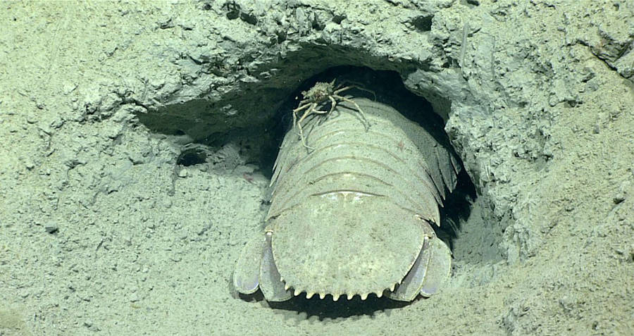 Isopod and spider crab