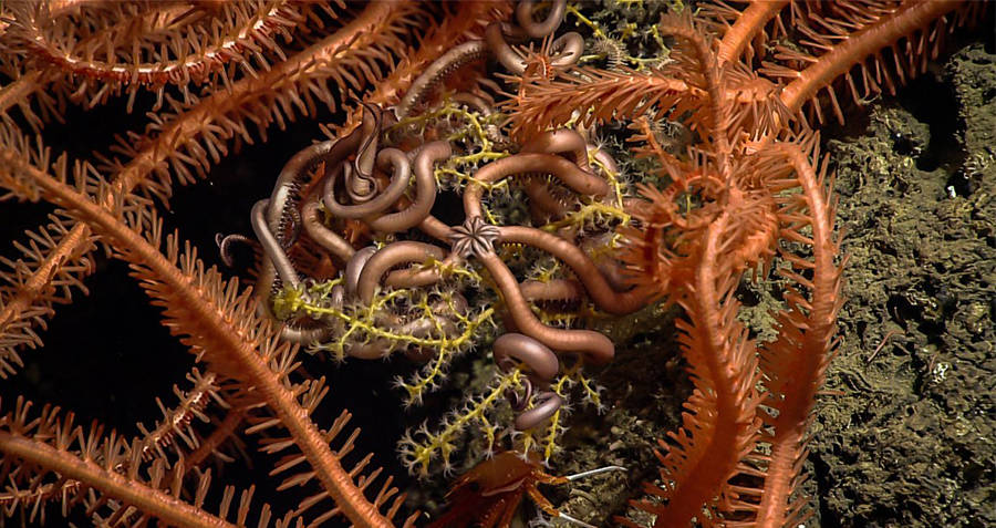 Snake Sea Star