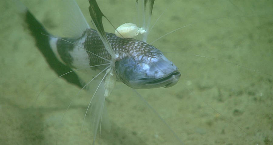 Tripod Fish