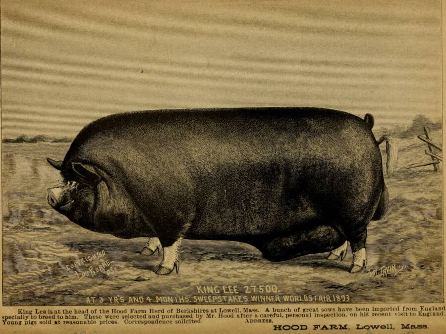 Berkshire Boar