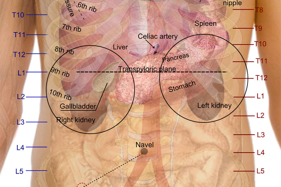 Kidney Position