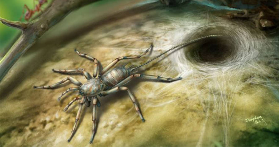 Tailed Spider Recreation