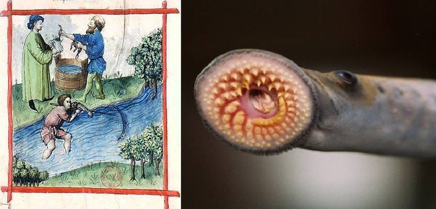 Medieval Lamprey Meal