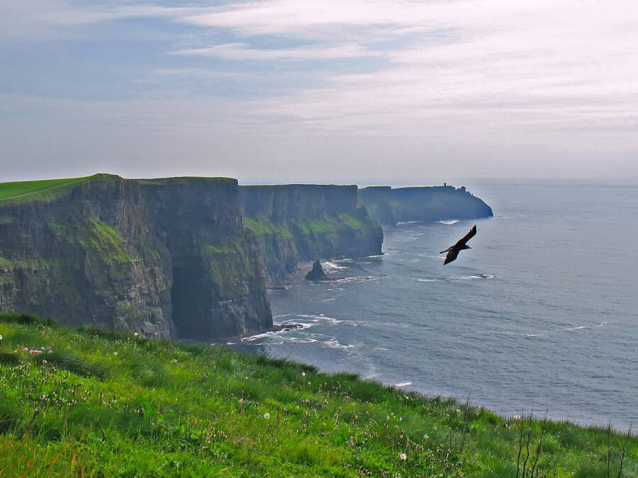 Cliffs Of Moher Wildlife