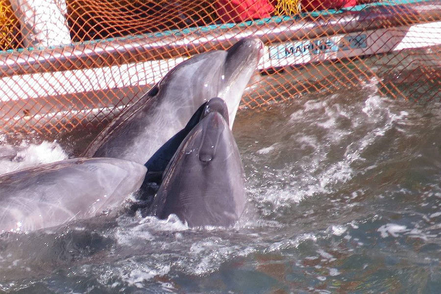 Taji Stuck Dolphins