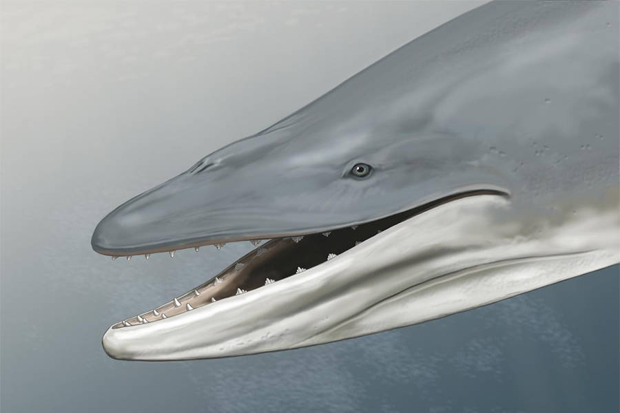 Toothed Whale Drawing