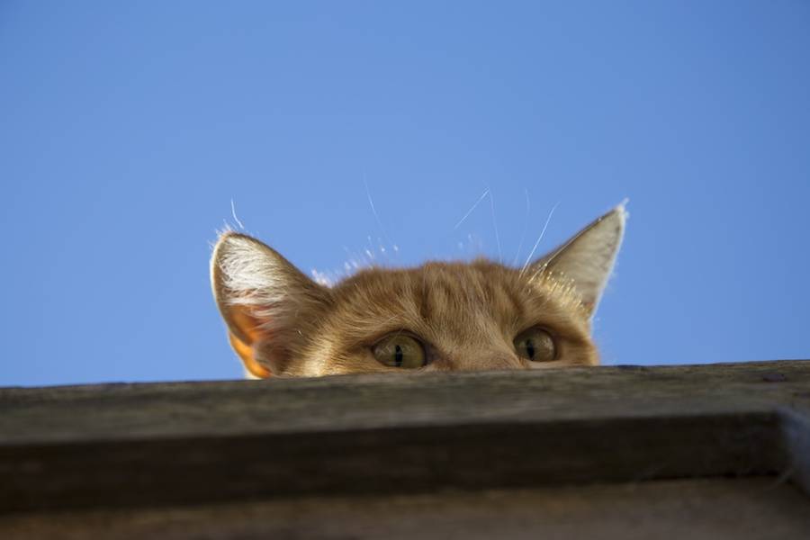 Acoustic Kitty Operation