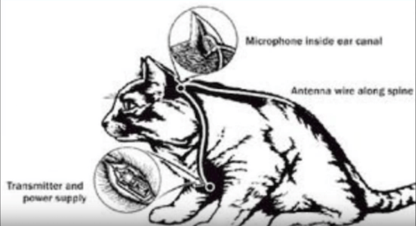 Acoustic Kitty Wiring