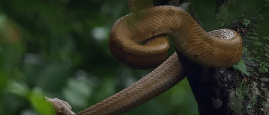 Golden Lancehead On Snake Island