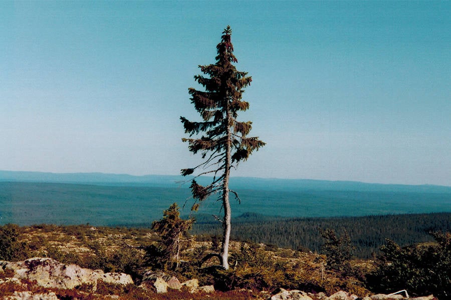 Old Tjikko