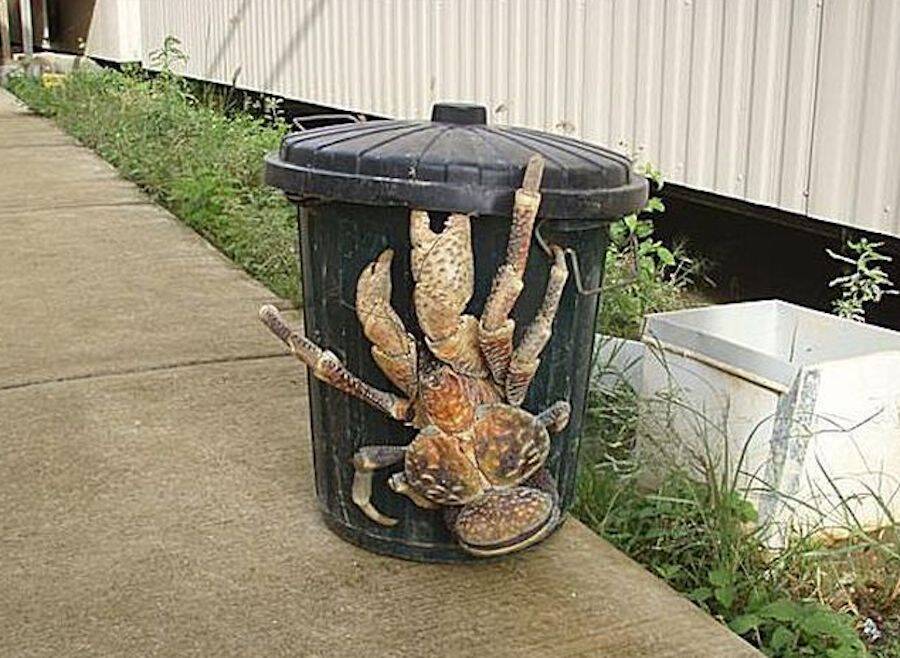 The Coconut Crab Kills Birds And Breaks Bones — And May Have Eaten Amelia Earhart (2022)