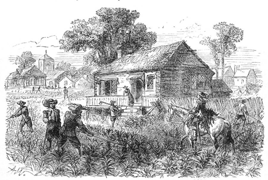 Jamestown Tobacco