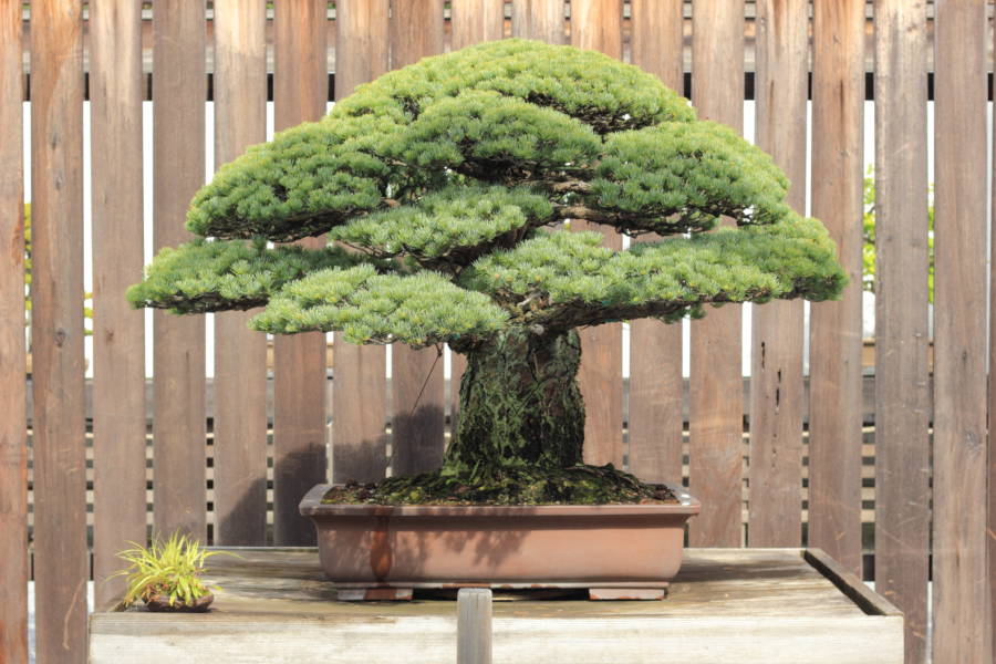 Bonsai Tree That Survived Hiroshima