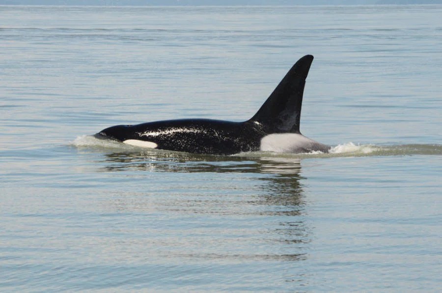 Orca