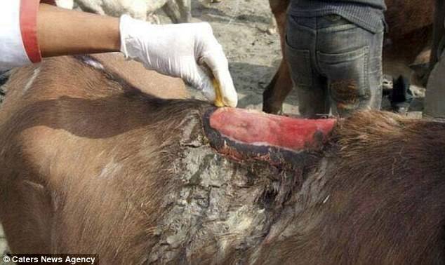 Donkey Wound