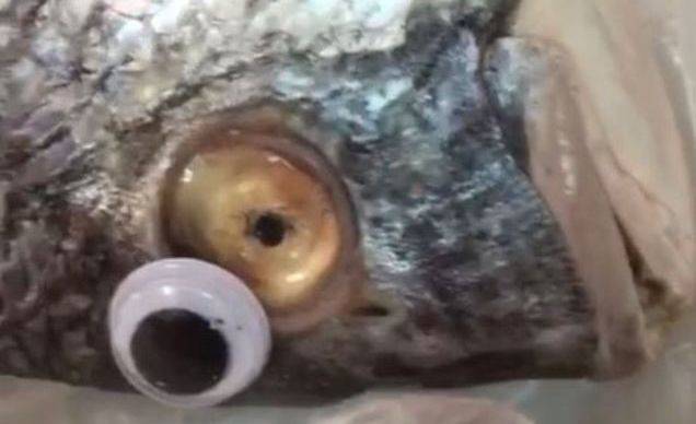 Googly Eye Fish