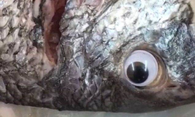 Googly-Eyed Fish