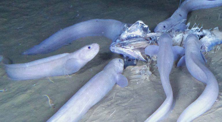 Snailfish Feeding
