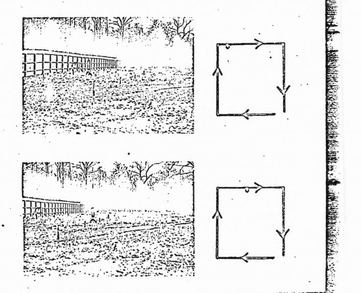 Runnings Patterns Of Remote-Controlled Dogs