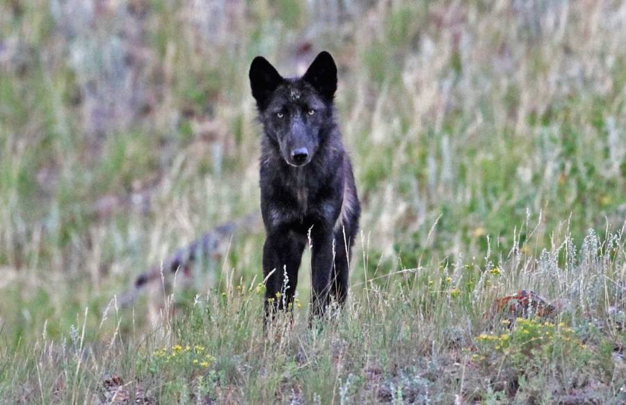 Spitfire Wolf In Yellowstone