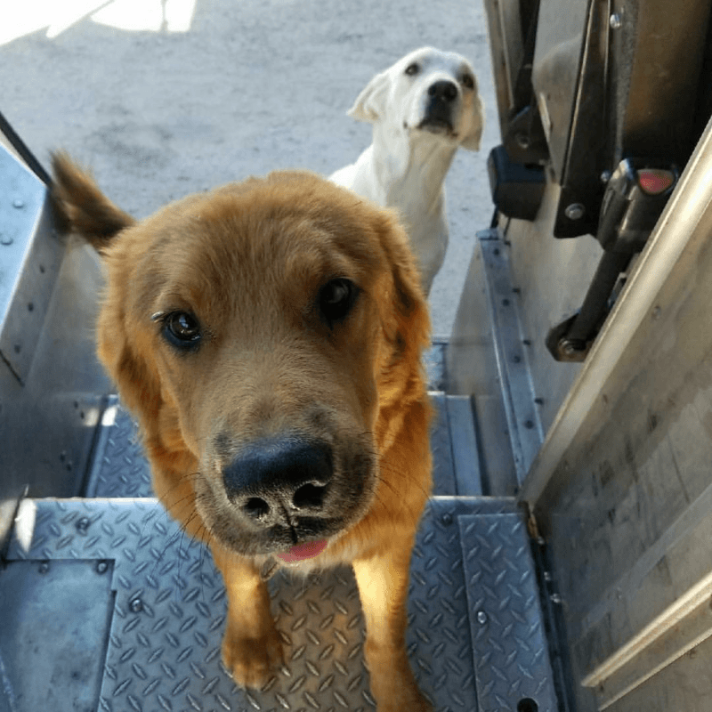 UPS Dogs, The Facebook Group, Is Taking The By Storm