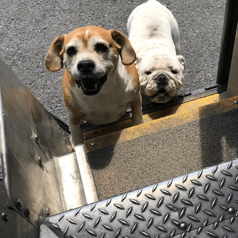 UPS Dogs, The Facebook Group, Is Taking The By Storm