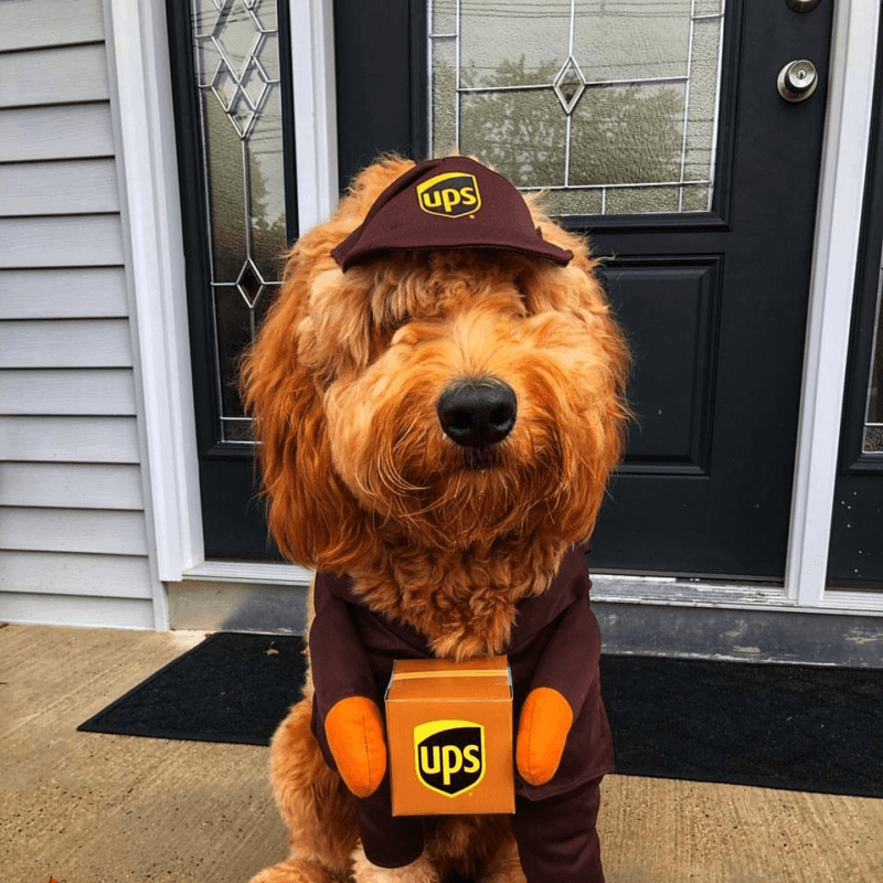 UPS Dogs, The Facebook Group, Is Taking The By Storm