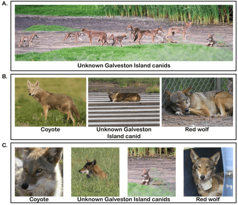 DNA Of Extinct Red Wolf Found In A Pack Of Wild Dogs In Texas