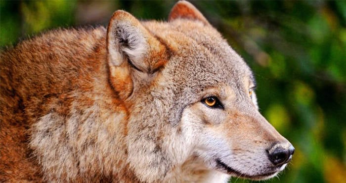 DNA Of Extinct Red Wolf Found In A Pack Of Wild Dogs In Texas