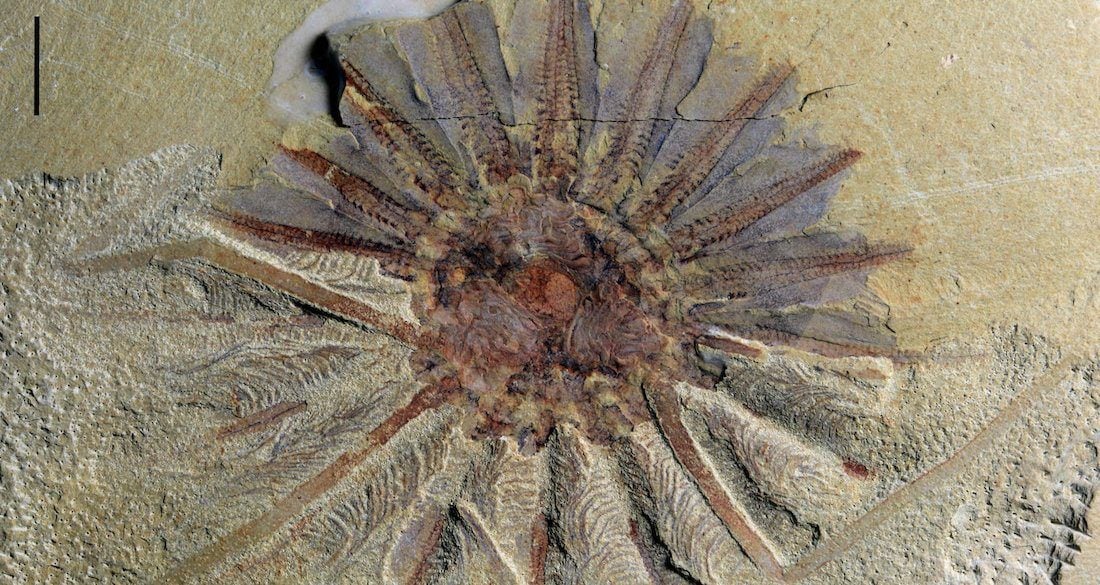 518MillionYearOld Sea Creature Fossil Sheds New Light On Comb Jelly