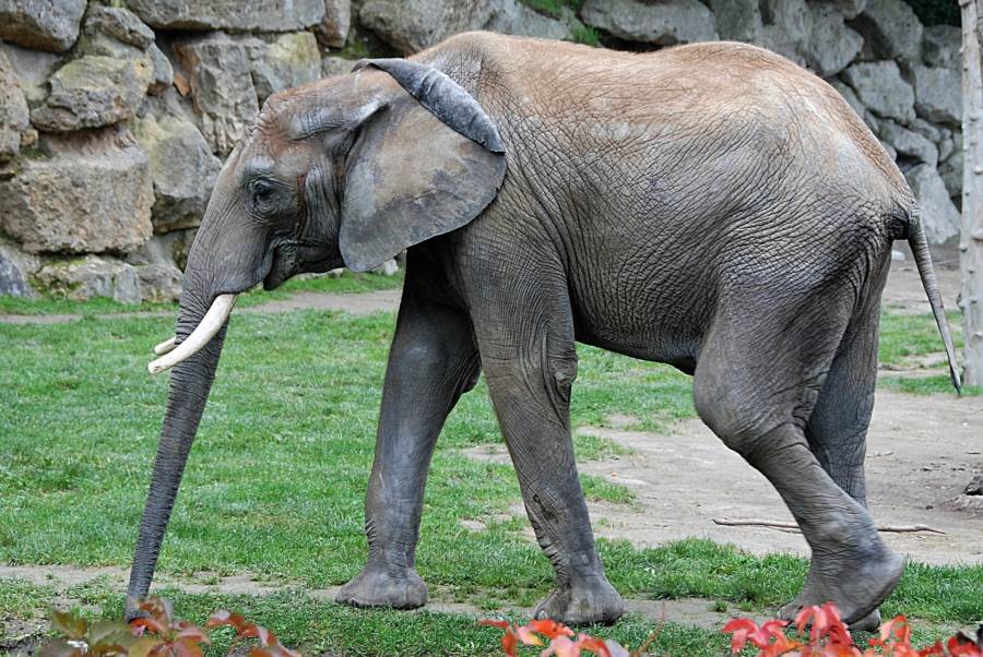 The 'Saddest Elephant In The World' Has Died After 43