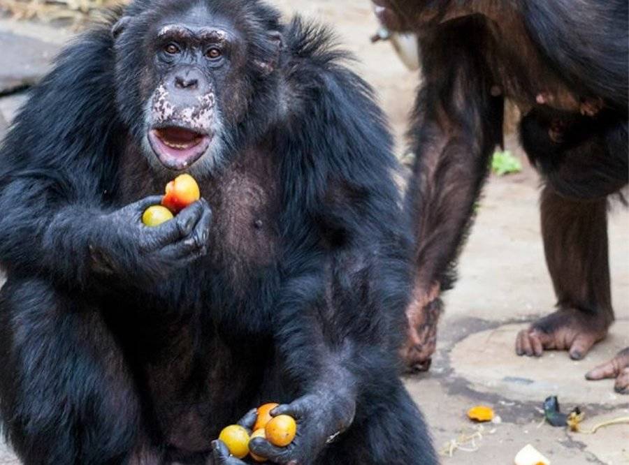 Julius Eating Oranges