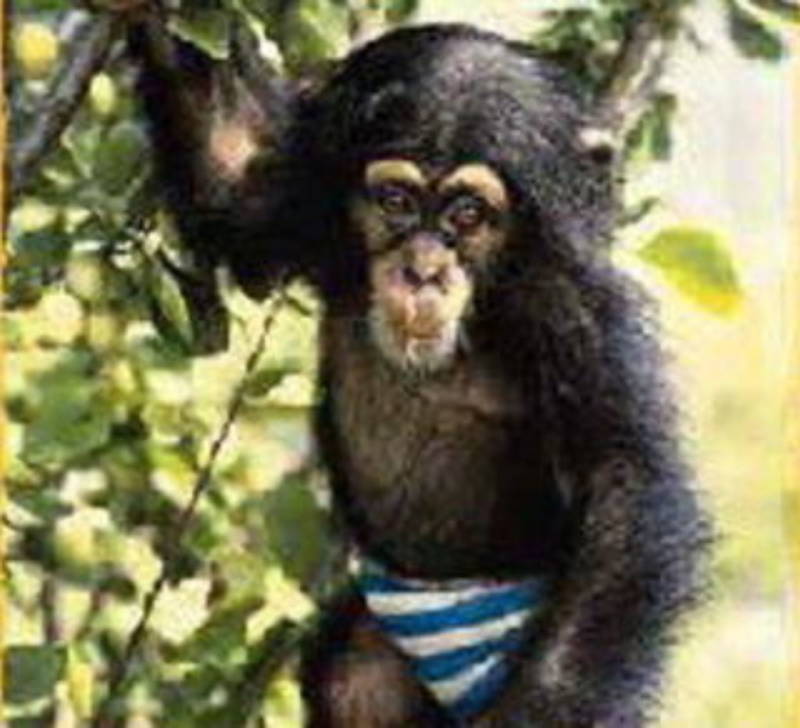 Julius The Chimp As A Baby